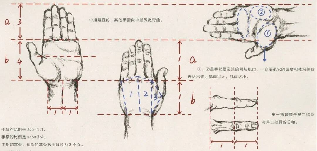 重慶美術(shù)培訓(xùn)畫室：畫人難畫手，畫好手速寫事半功倍！